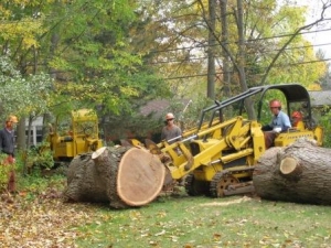machine cutting a tree down